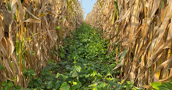 Brown dry cornstalks with green cover crops springing up all around them