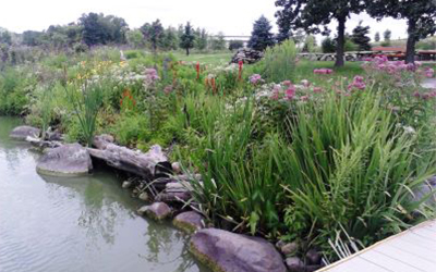Flowering native plants along a lake shoreline