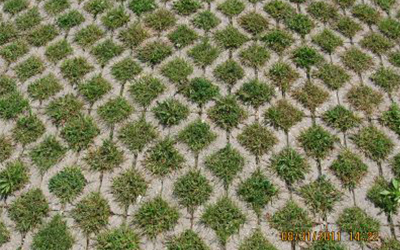 Pavement with diamond shapes of grass growing in-between blocks.