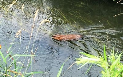 muskrat swimming through Sugar River courtesy Jess Bernstein
