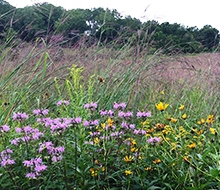 native prairie grass