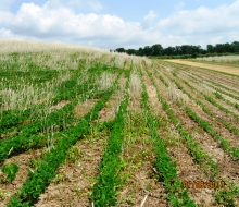 no till on crop field