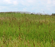 grass with seed and blue sky
