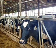dairy cow in a stall in a barn