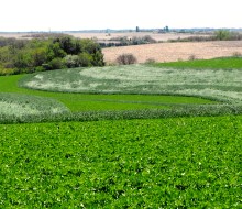 green fields with different crops in strips