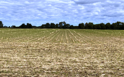 green cover crops growing between rows prior crop