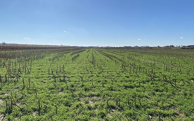 Cover crops with corn residue