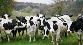 Cute cows staring at the camera