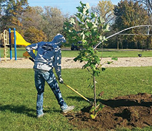 Tree Planting and Preservation