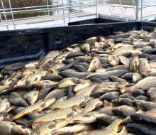 Carp Removal Projects