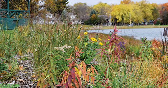 Shoreland planting of native species